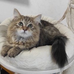 Siberian REZ Pluton