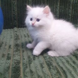 Siberian REZ Timoshka