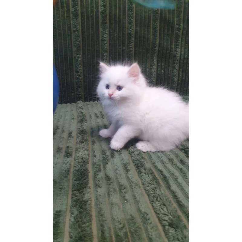 Siberian REZ Timoshka