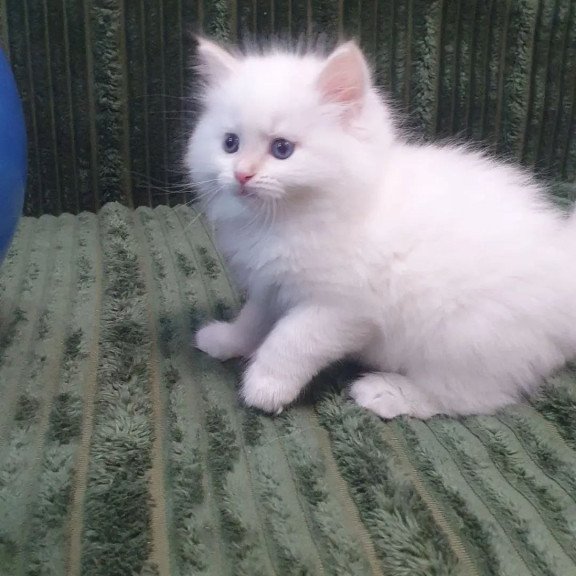 Siberian REZ Timoshka