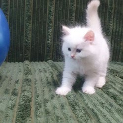Siberian REZ Timoshka