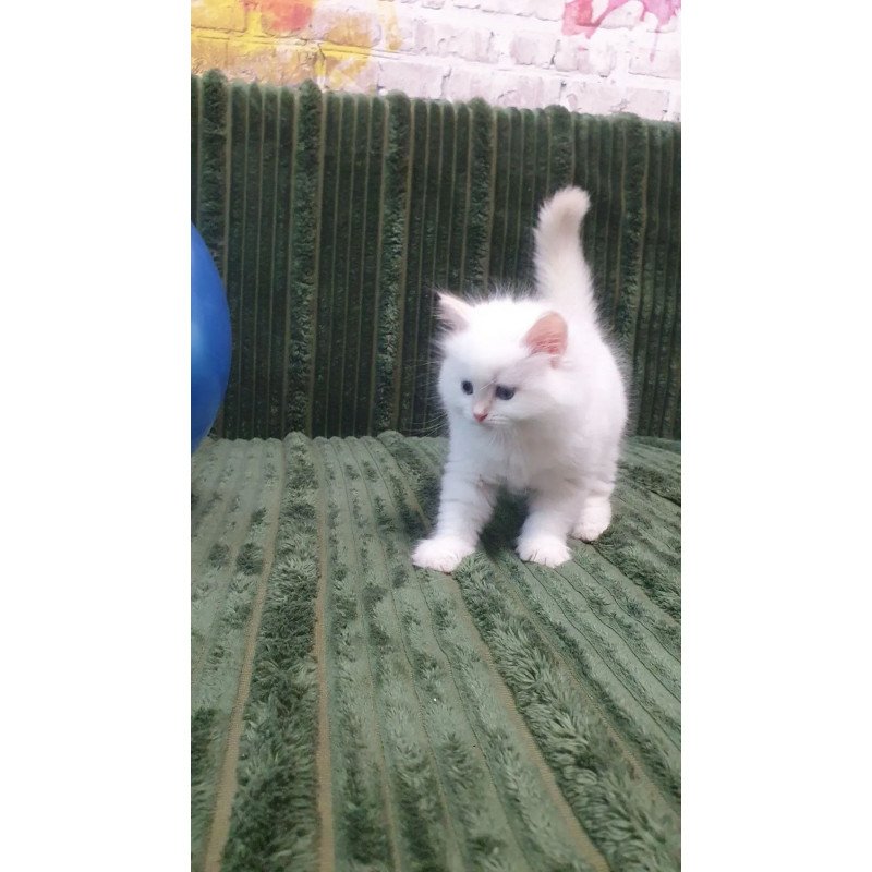 Siberian REZ Timoshka