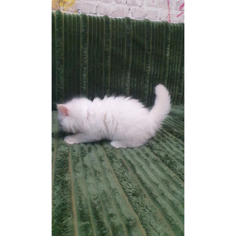 Siberian REZ Timoshka