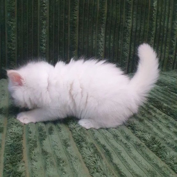 Siberian REZ Timoshka