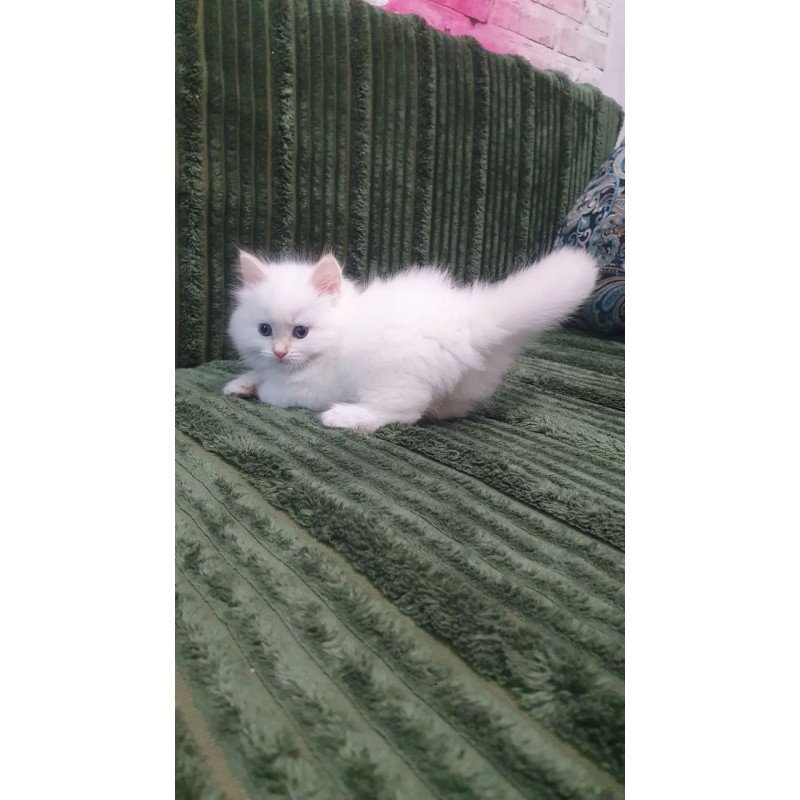 Siberian REZ Timoshka