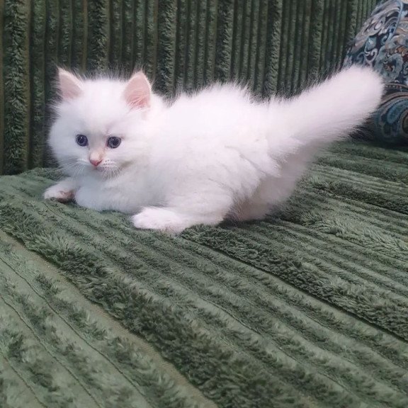 Siberian REZ Timoshka