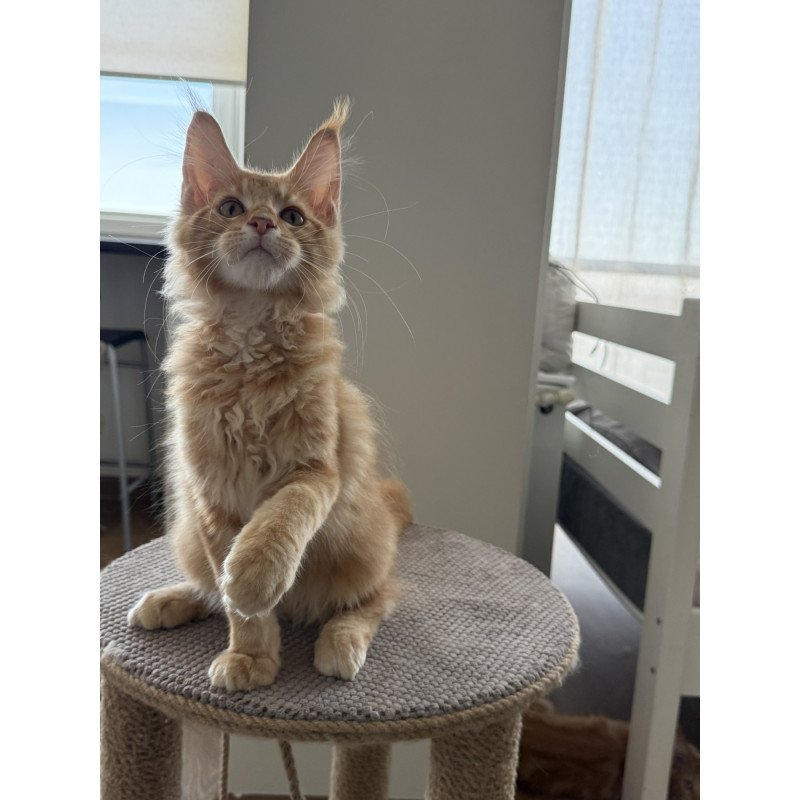 Maine Coon EZ Andrew