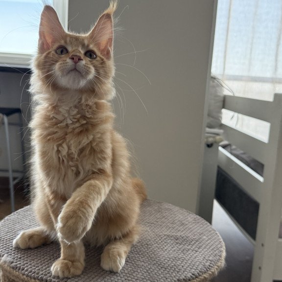Maine Coon EZ Andrew
