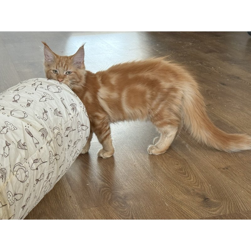 Maine Coon EZ Andrew