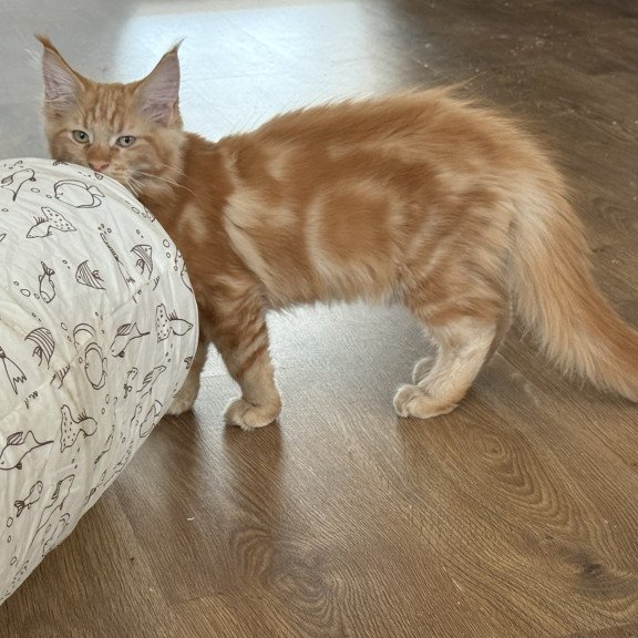 Maine Coon EZ Andrew