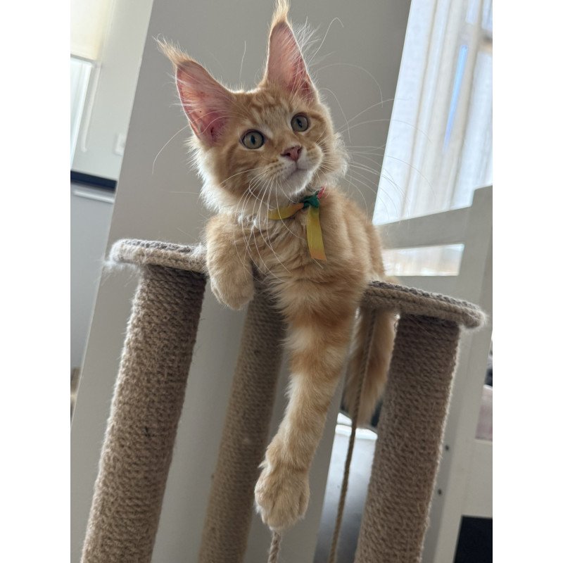 Maine Coon EZ Andrew