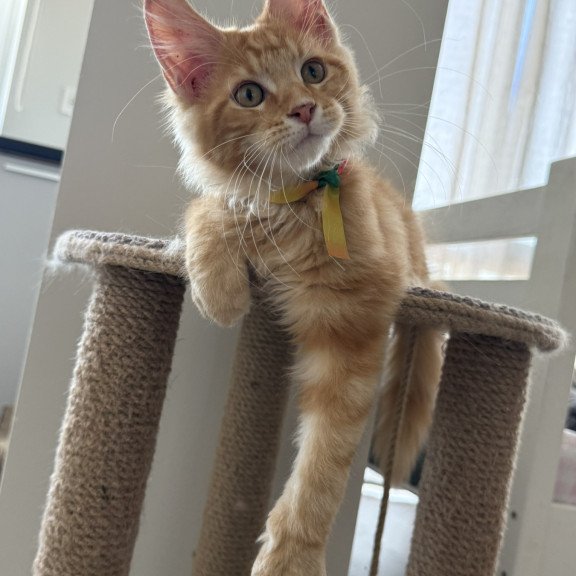 Maine Coon EZ Andrew