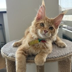 Maine Coon EZ Andrew