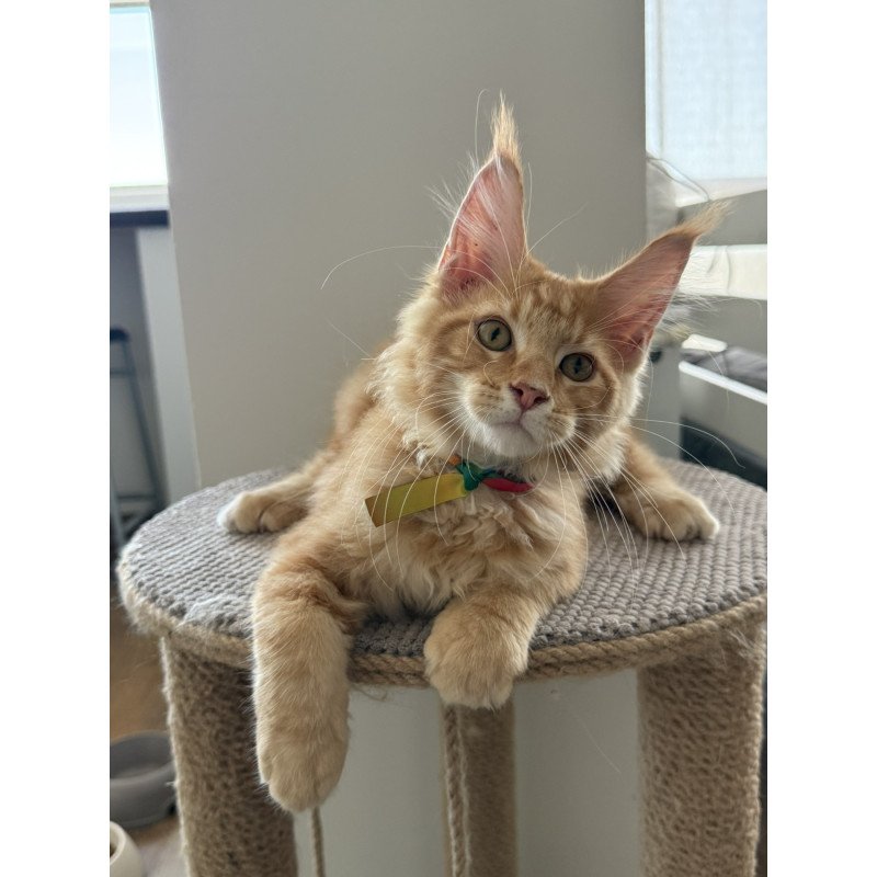 Maine Coon EZ Andrew