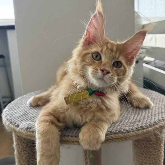 Maine Coon EZ Andrew