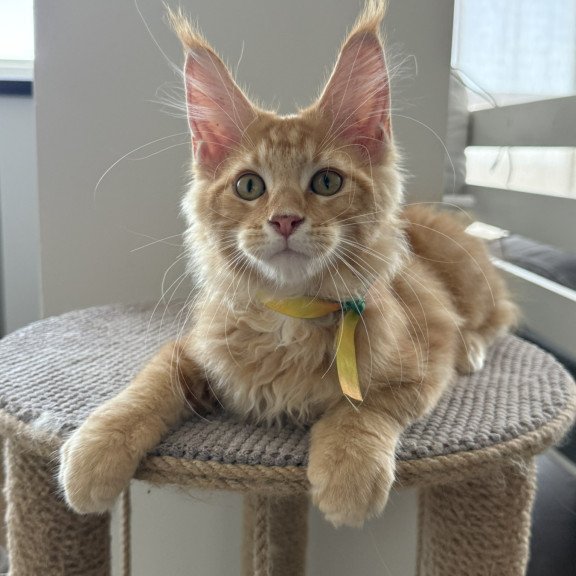 Maine Coon EZ Andrew