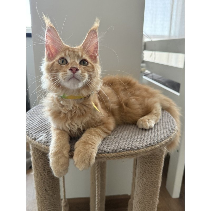 Maine Coon EZ Andrew