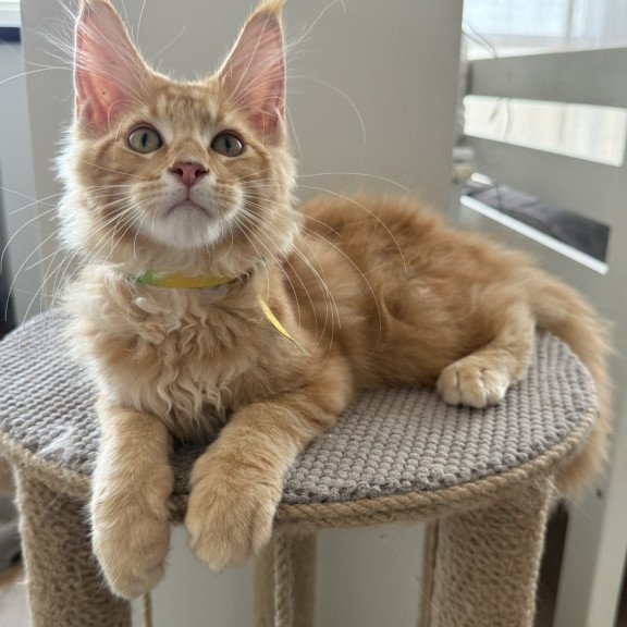 Maine Coon EZ Andrew
