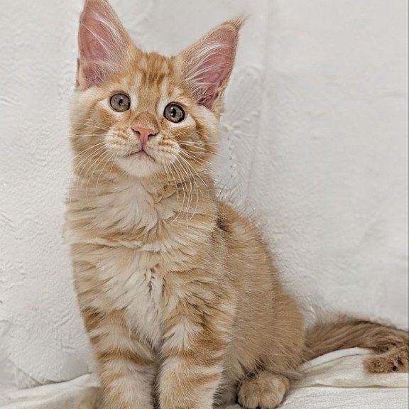 Maine Coon EZ Yucca