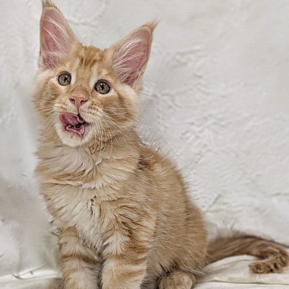 Maine Coon EZ Yucca