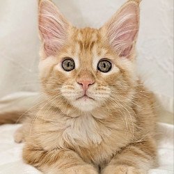 Maine Coon EZ Yucca