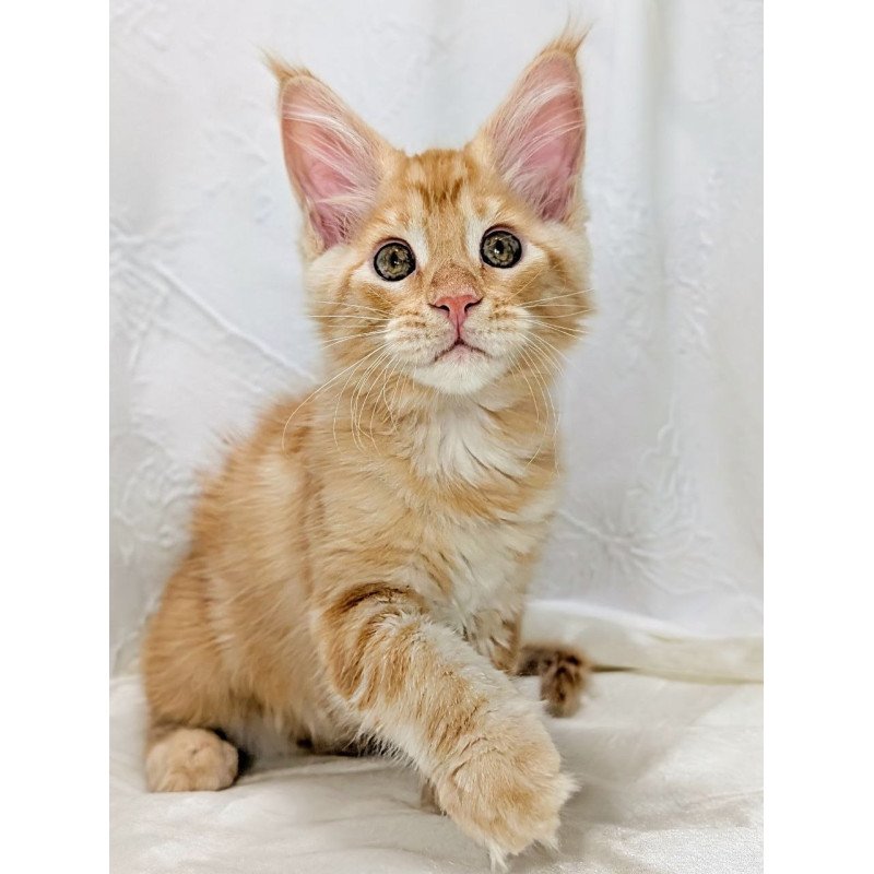 Maine Coon EZ Yucca