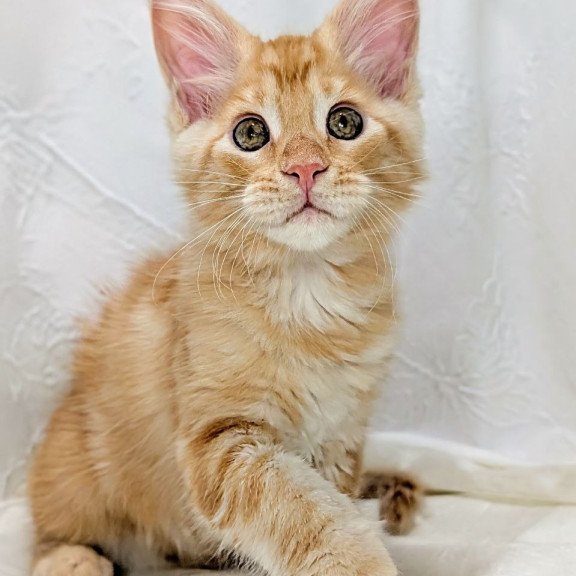 Maine Coon EZ Yucca