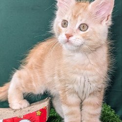 Maine Coon EZ Yeti