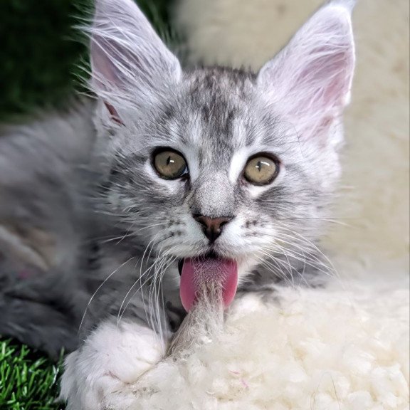 Maine Coon EZ Yula
