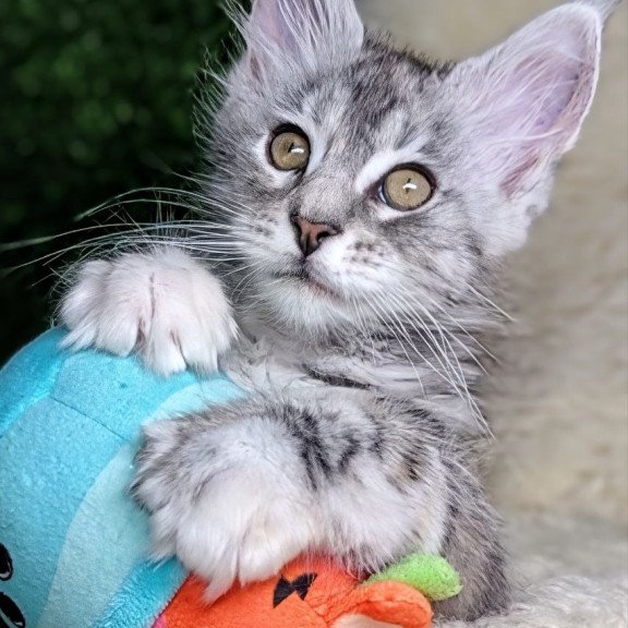 Maine Coon EZ Yula