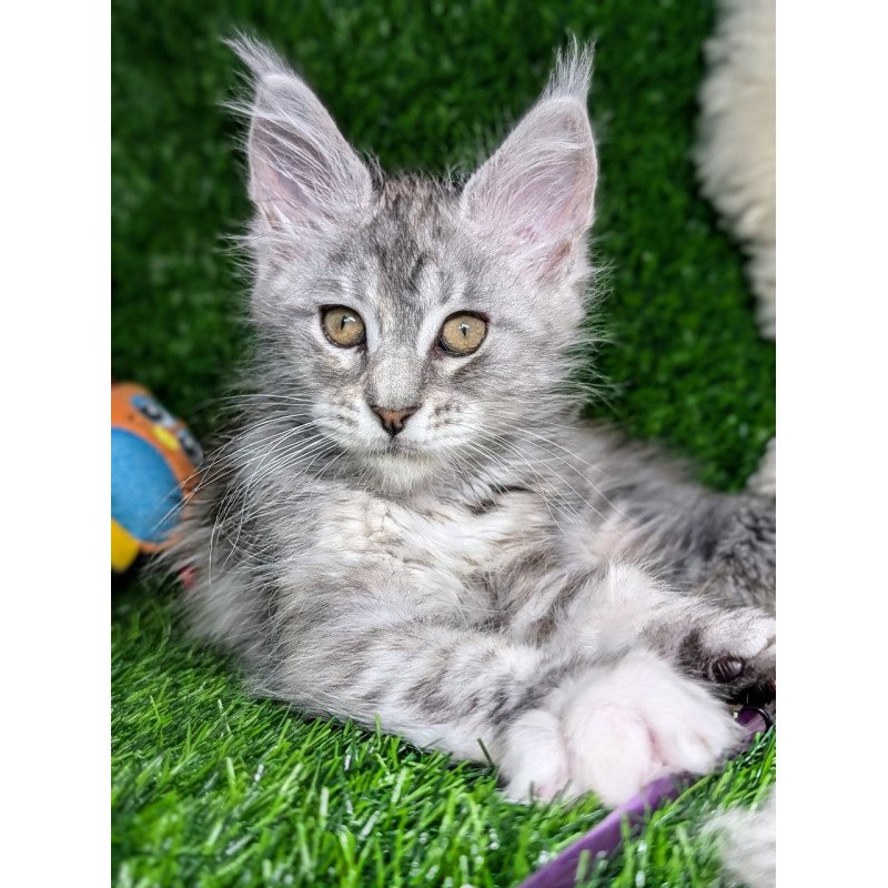Maine Coon EZ Yula