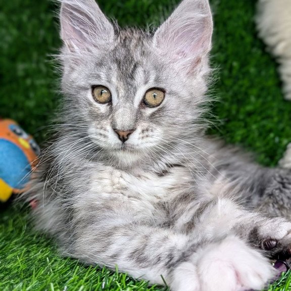 Maine Coon EZ Yula
