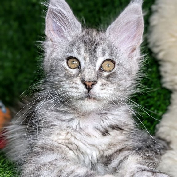 Maine Coon EZ Yula