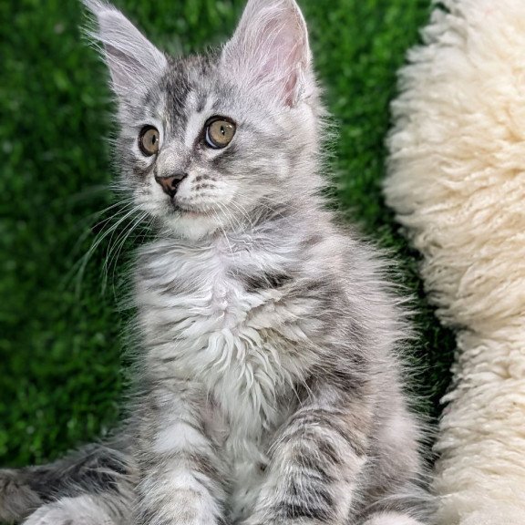 Maine Coon EZ Yula