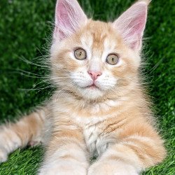Maine Coon EZ Yukon