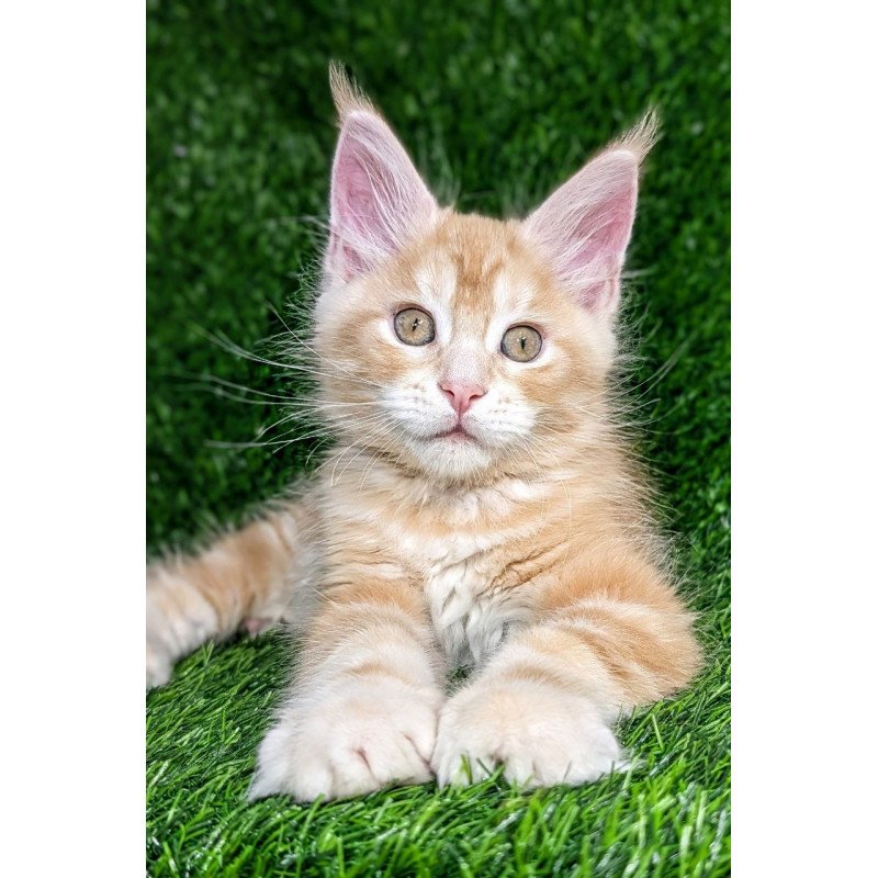 Maine Coon EZ Yukon
