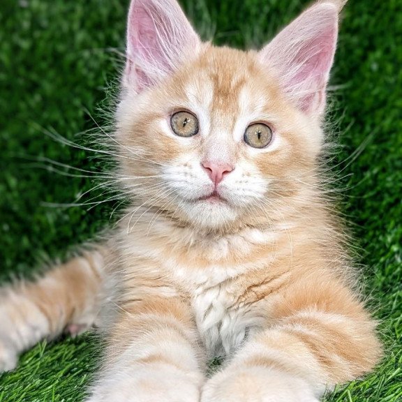 Maine Coon EZ Yukon