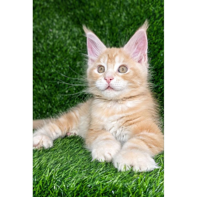Maine Coon EZ Yukon