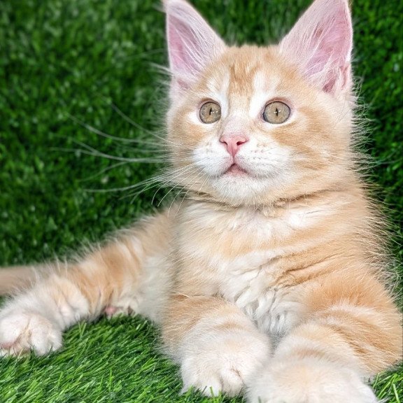 Maine Coon EZ Yukon