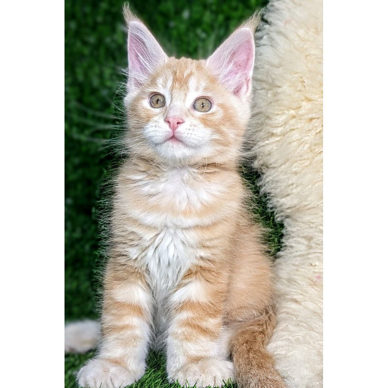 Maine Coon EZ Yukon