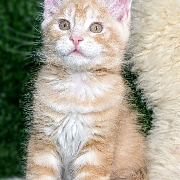 Maine Coon EZ Yukon