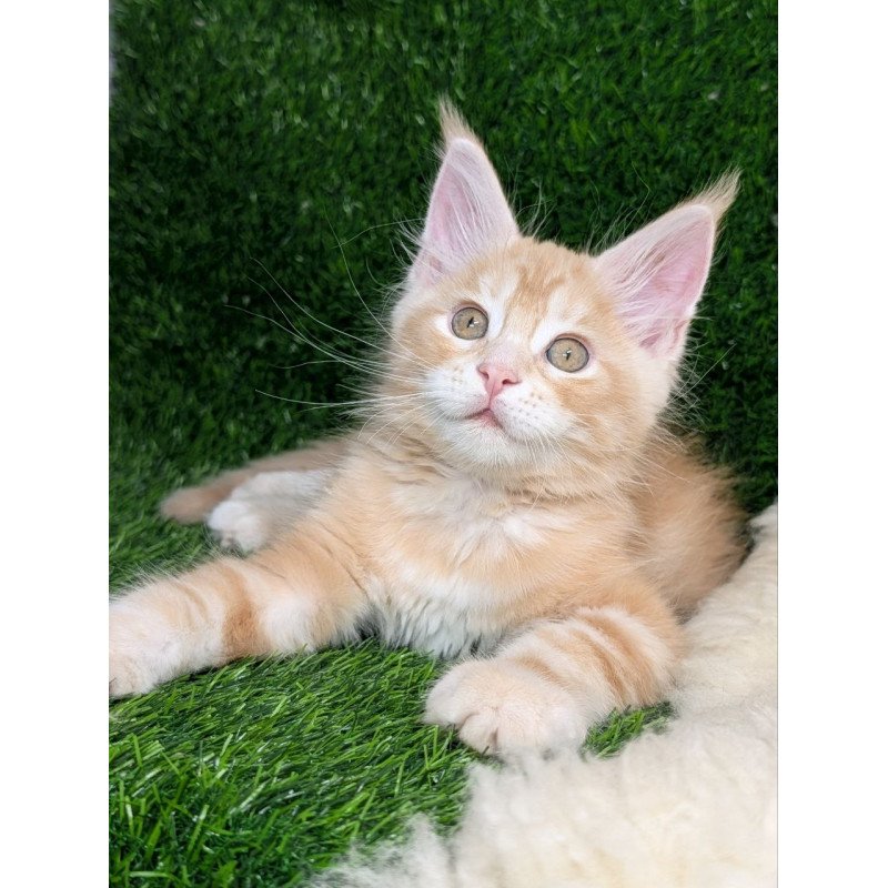 Maine Coon EZ Yukon