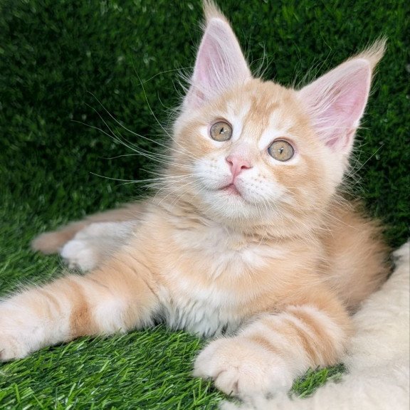 Maine Coon EZ Yukon