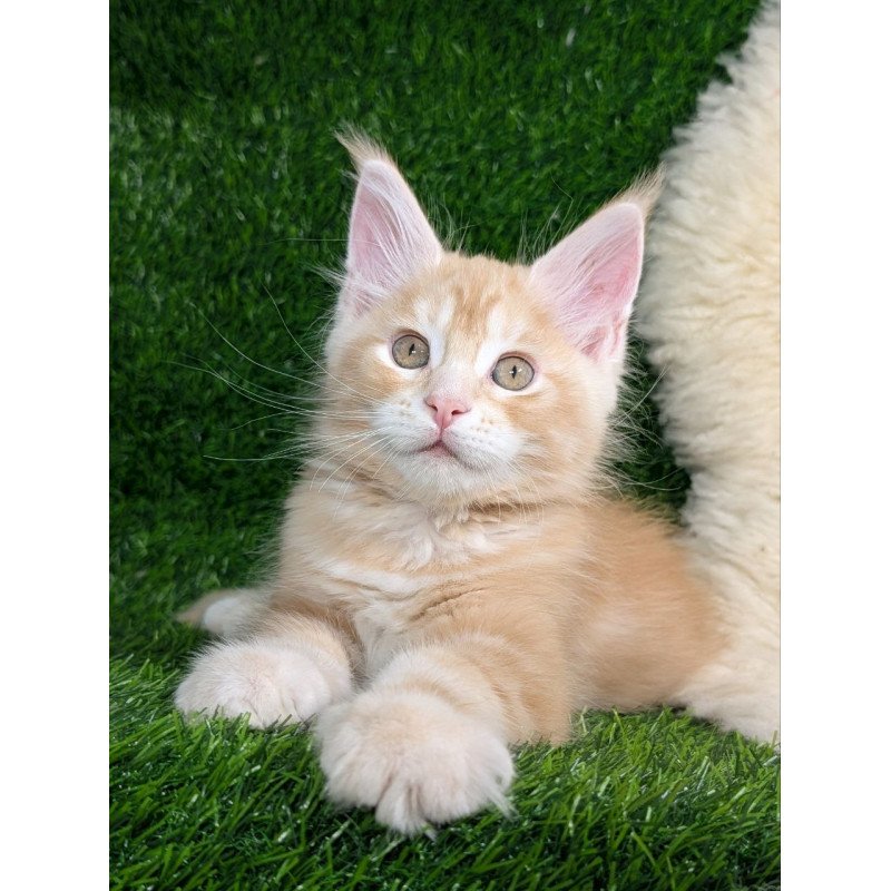 Maine Coon EZ Yukon