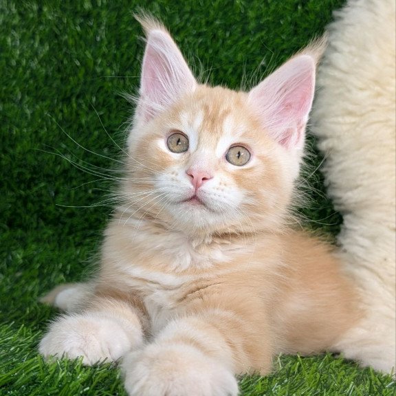 Maine Coon EZ Yukon