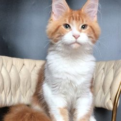 Maine Coon EZ Zahar