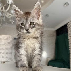 Maine Coon EZ Dofrina