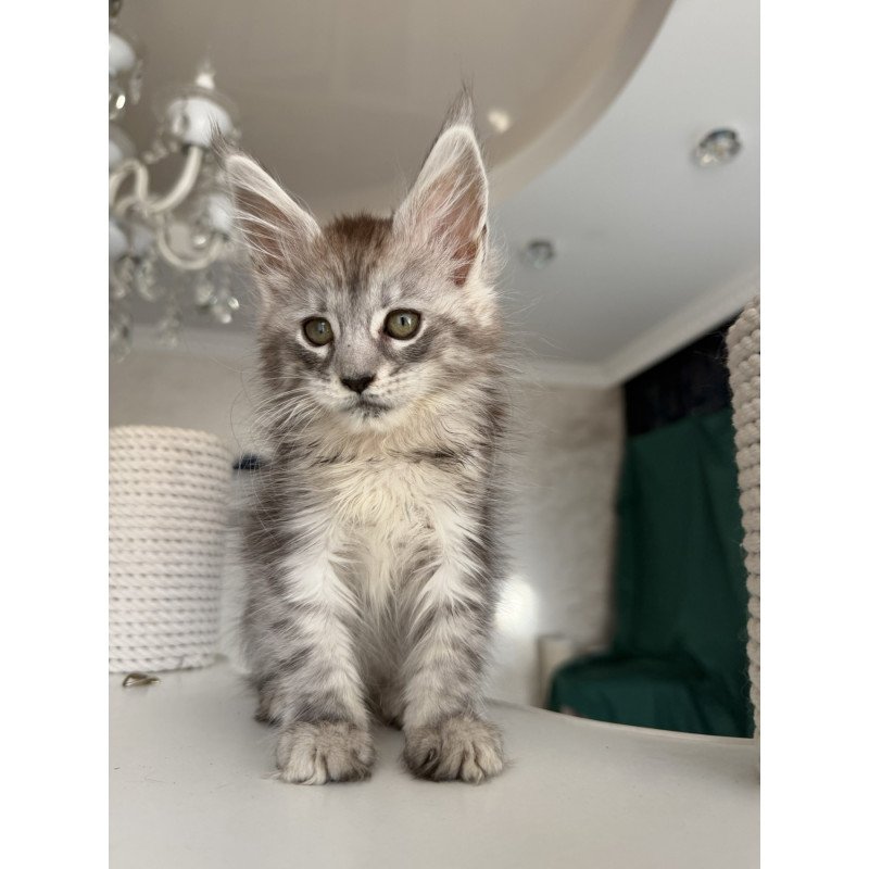 Maine Coon EZ Dofrina
