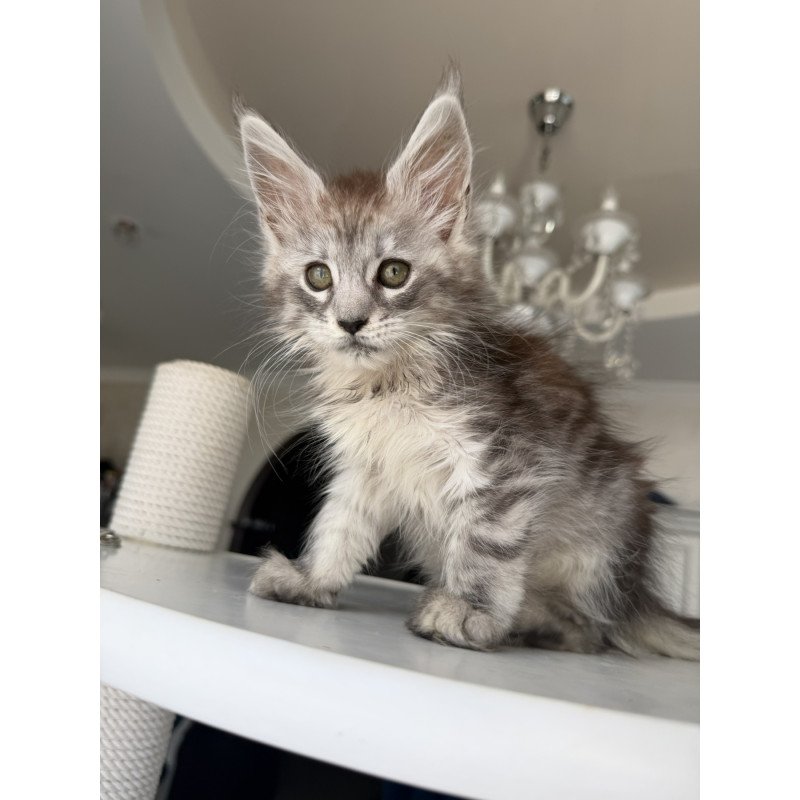Maine Coon EZ Dofrina
