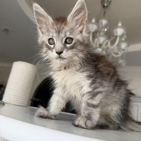 Maine Coon EZ Dofrina